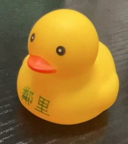 Snorkeling Duck